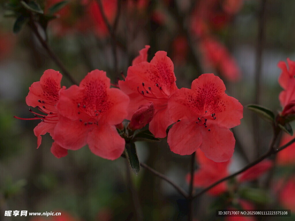 娇艳盛开的红色杜鹃花