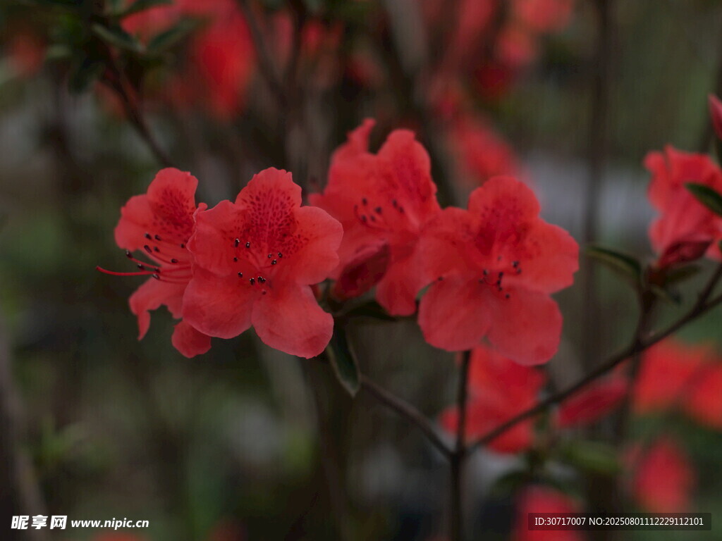 娇艳绽放的红色杜鹃花