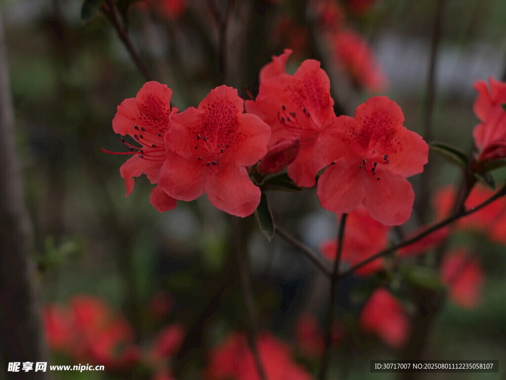 娇艳红杜鹃绽放