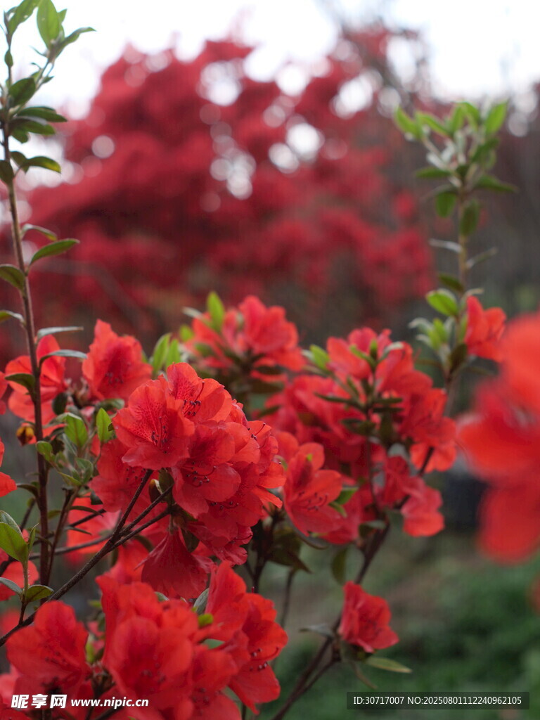 鲜艳绽放的红杜鹃花