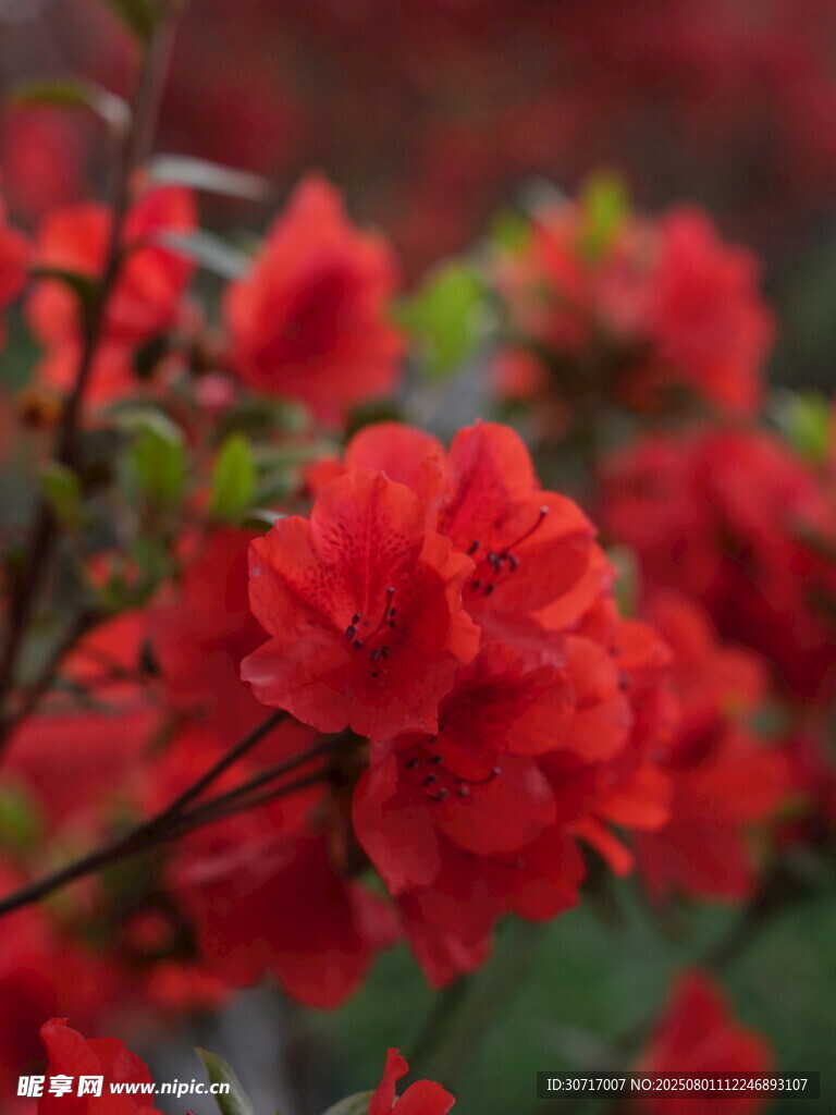 艳丽红杜鹃绽放枝头