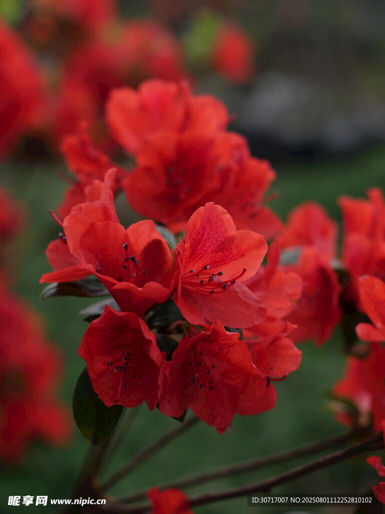 艳丽红杜鹃绽放