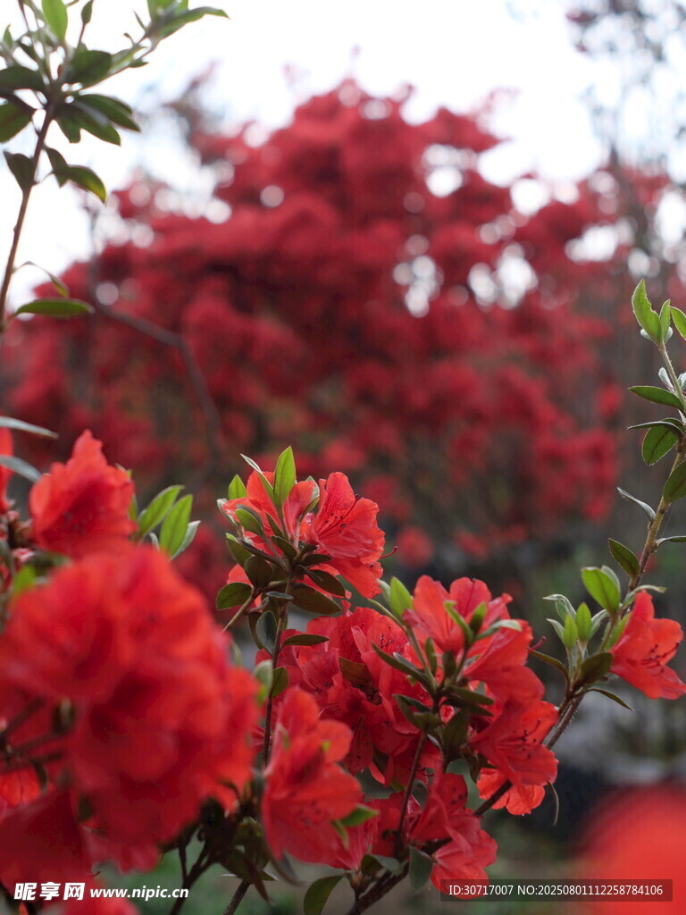 艳丽红杜鹃绽放美景