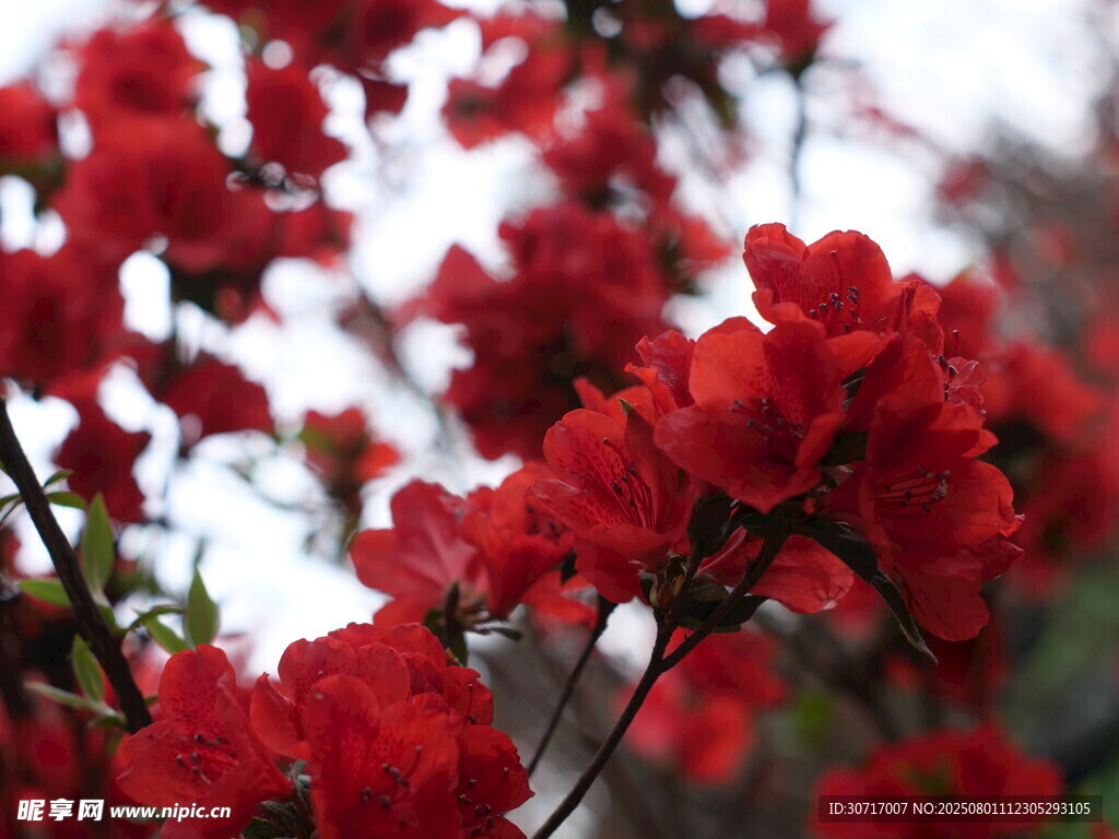 娇艳欲滴的盛开红杜鹃