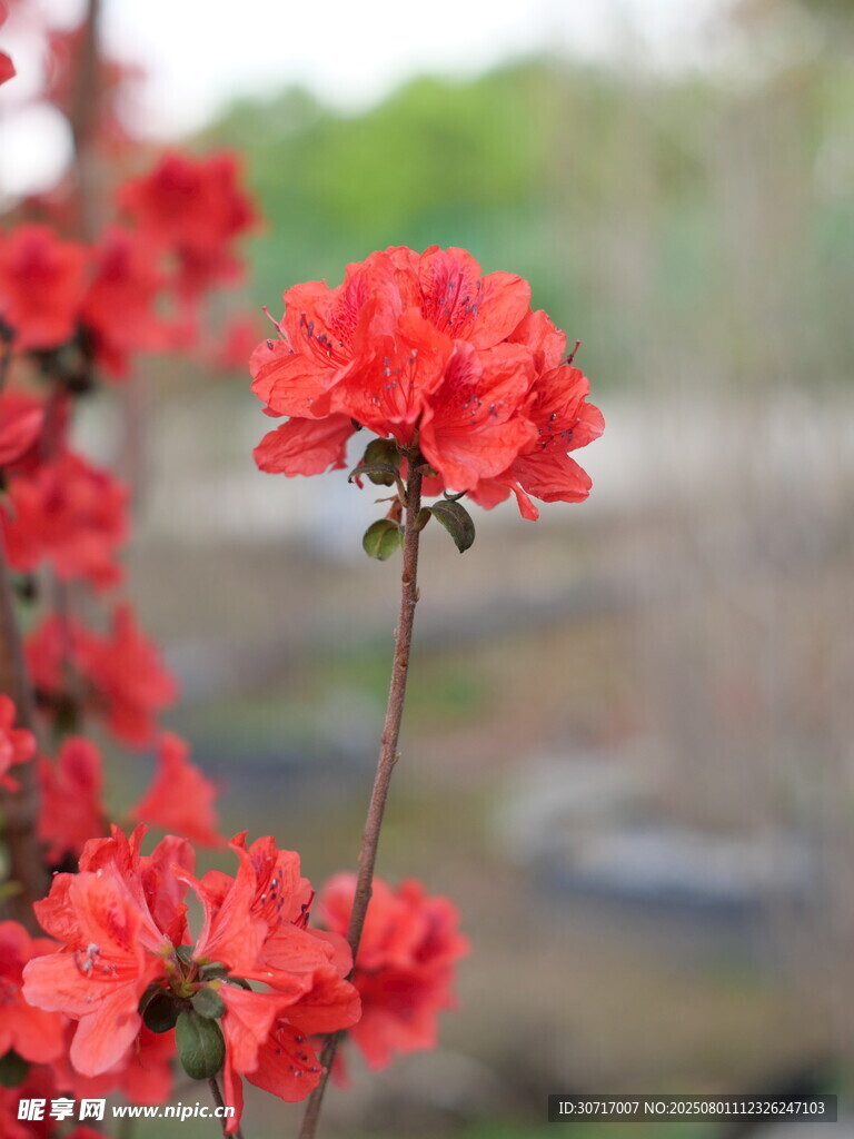 鲜艳红杜鹃绽放