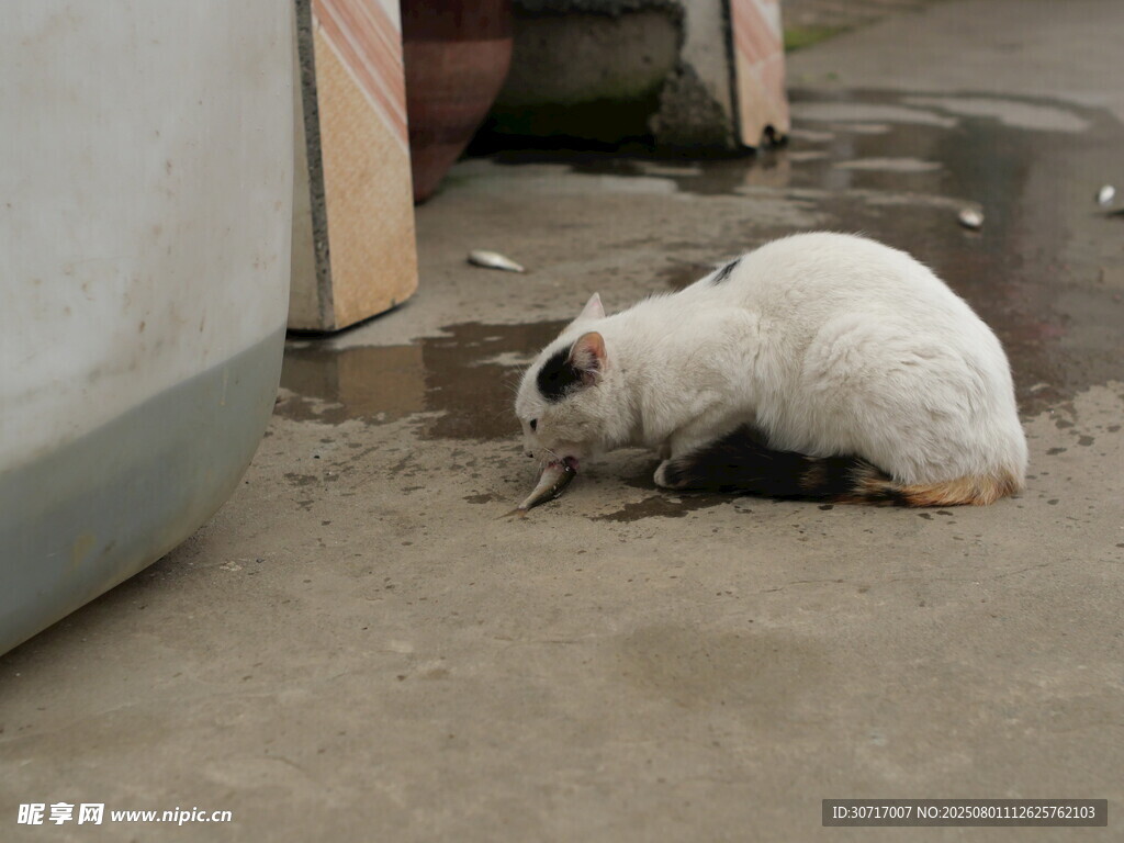 猫吃鱼