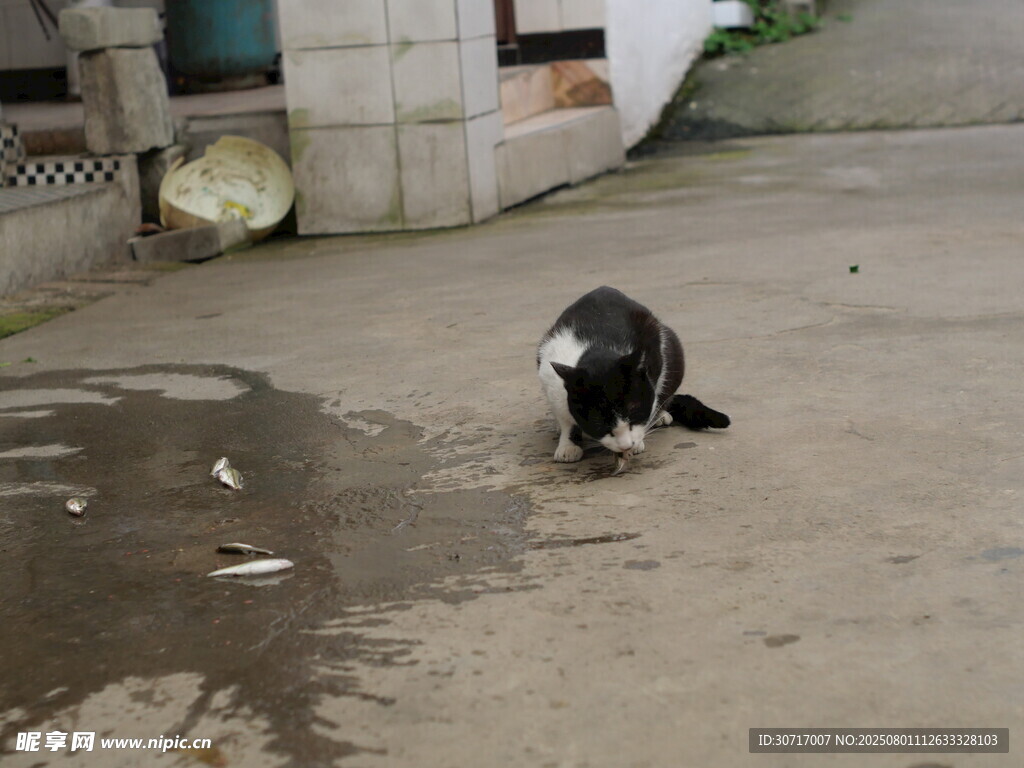 小猫吃鱼