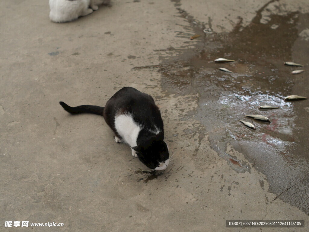 黑白猫嗅闻地面