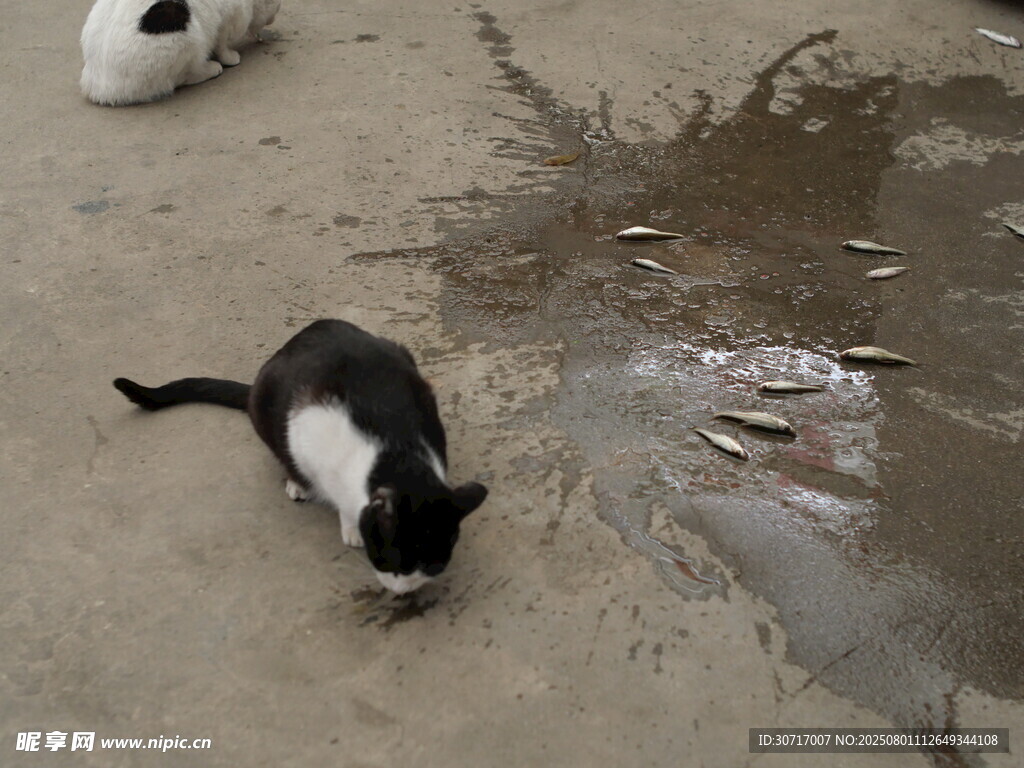 两只猫咪在地面觅食