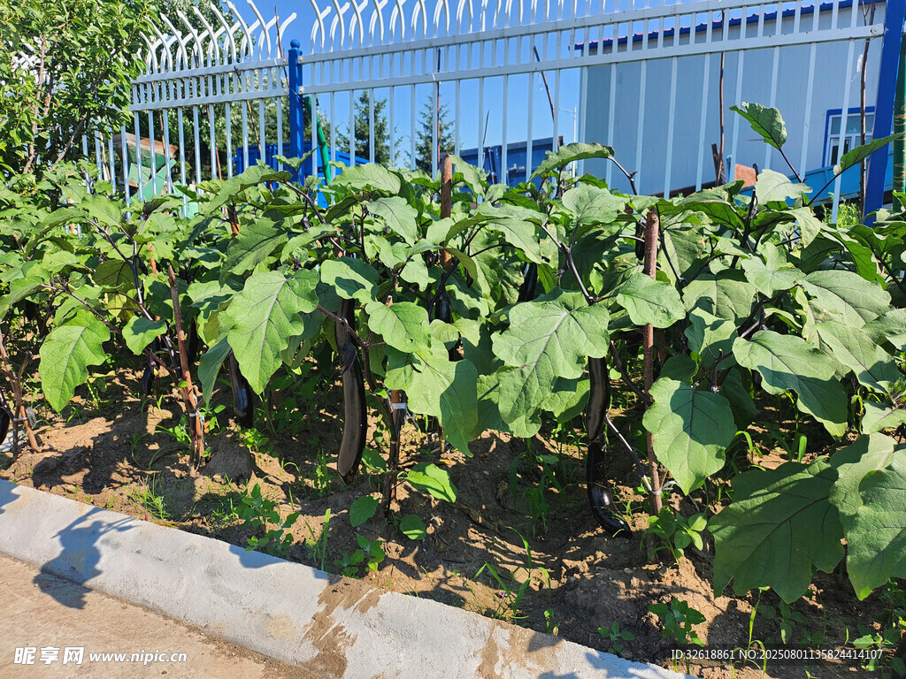 路边生长的茂盛绿色植物