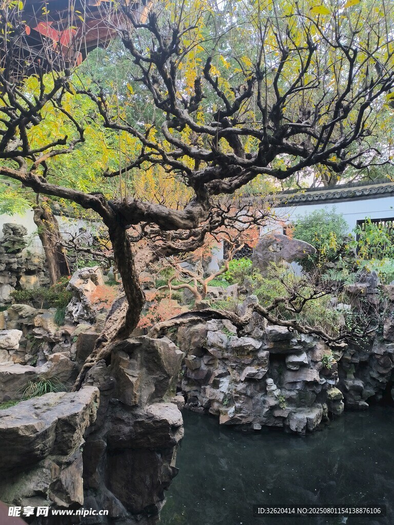 秋日园林中的古朴盆景树
