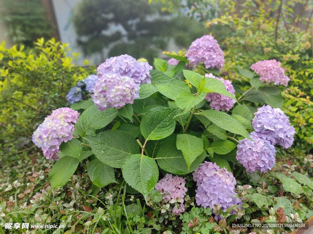 美丽绣球花绽放于草丛