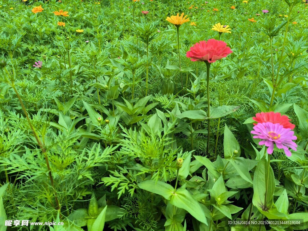 多彩花草点缀绿色草地
