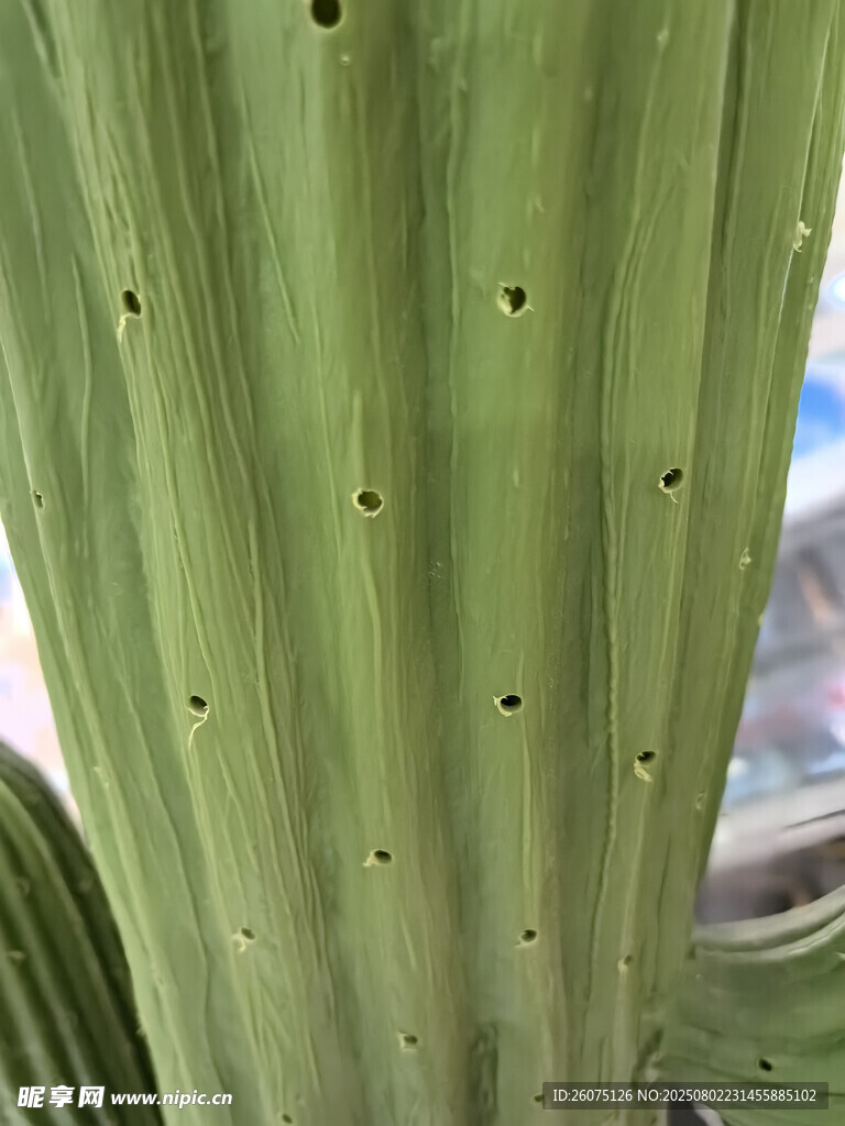 带孔洞的绿色仙人掌茎部