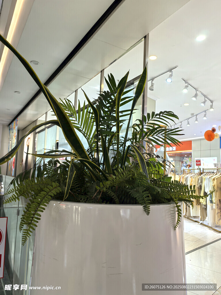 商场内的精致绿植盆栽