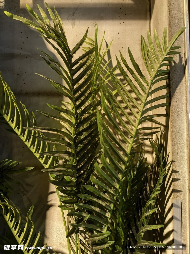 窗边翠绿蕨类植物特写