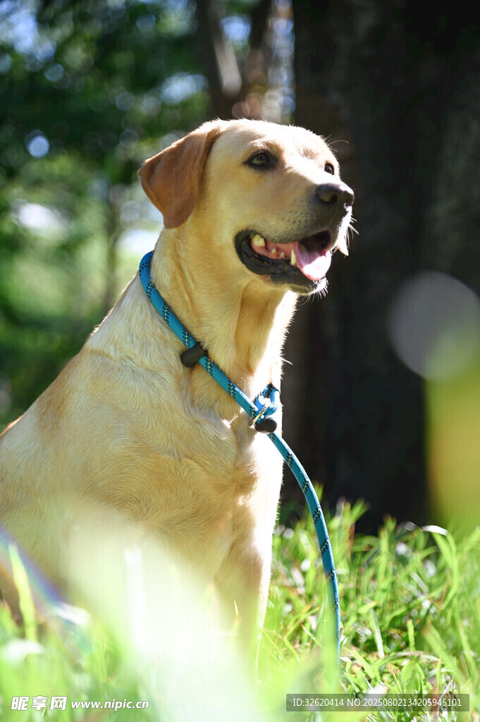 阳光下的拉布拉多犬