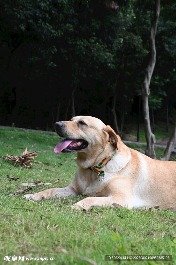 草地休憩的黄色拉布拉多犬