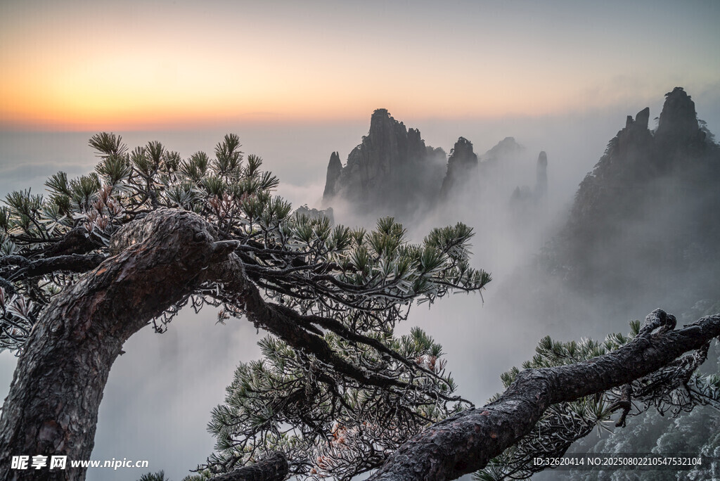 日出下的山间苍松美景