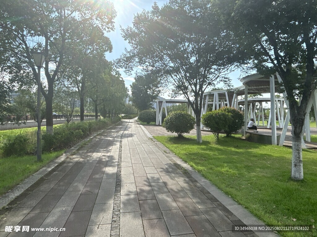 阳光照耀下的林荫道路