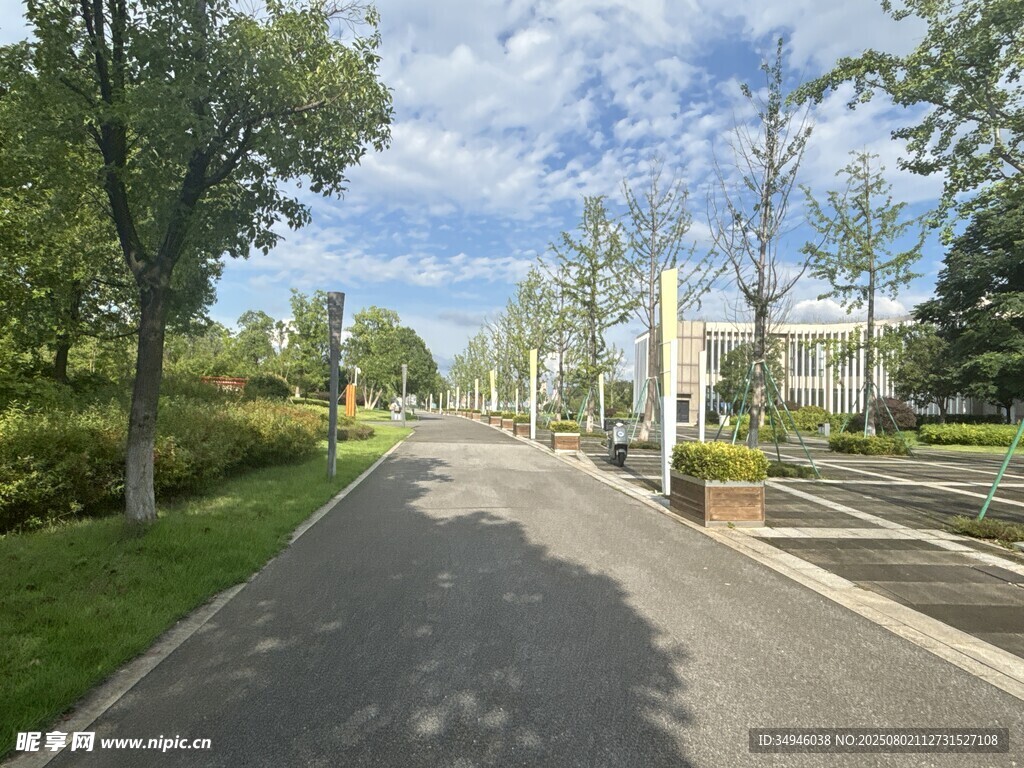 城市林荫道路风景