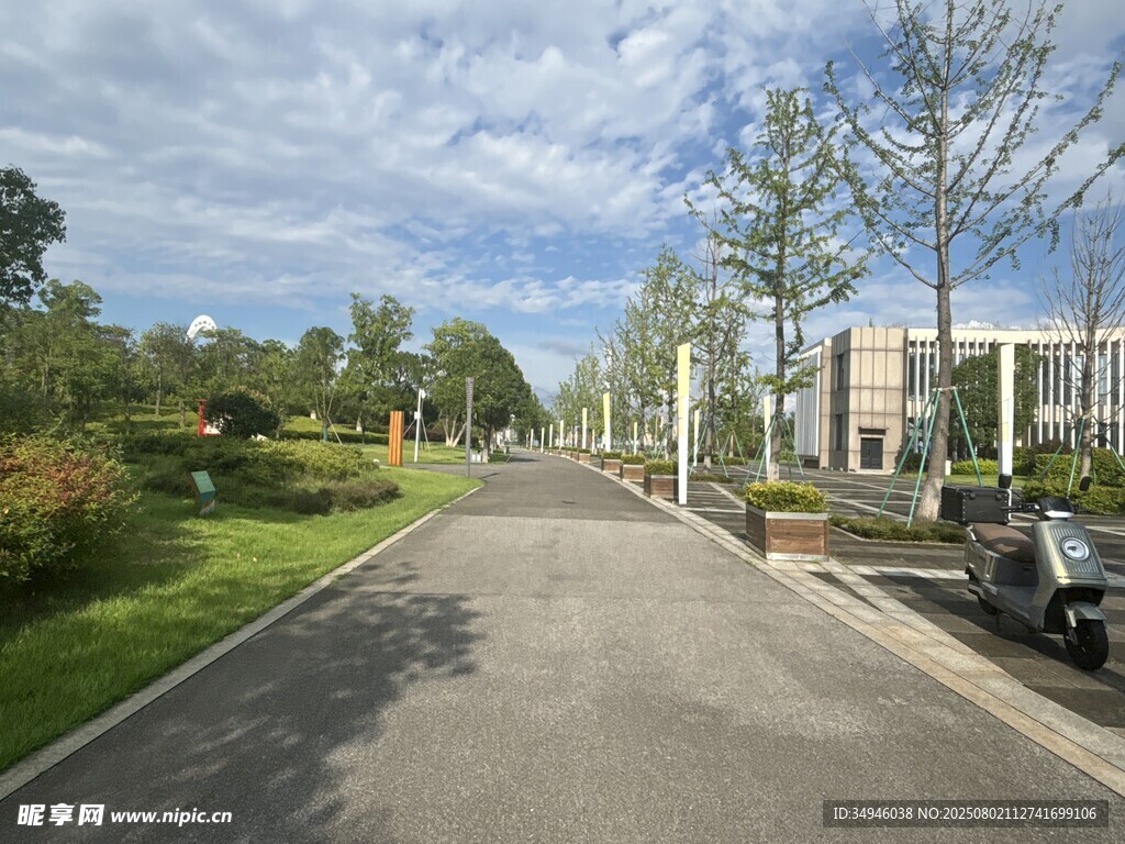 城市中宁静的林荫道路