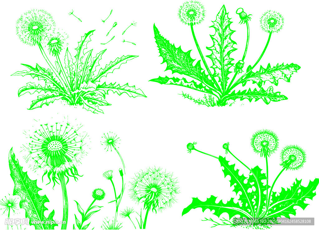 绿色蒲公英插画图案集