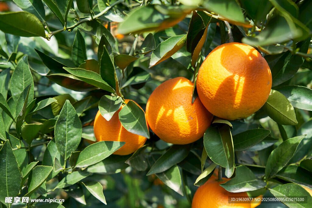枝头成熟橙子