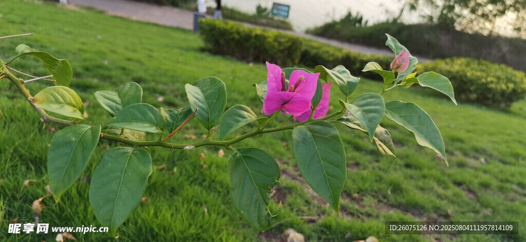 绿叶丛中绽放的粉花