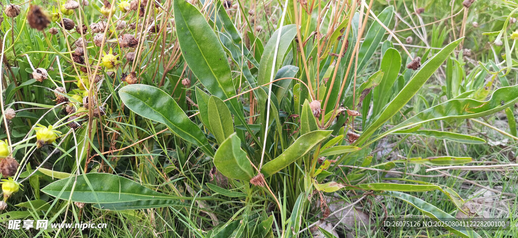 野外生长的绿色植物