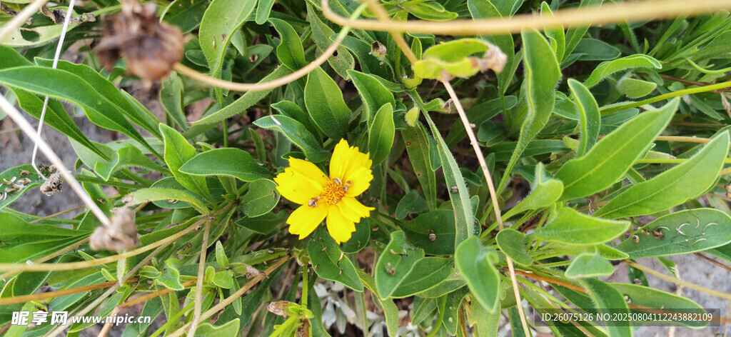 草丛中的黄色小花