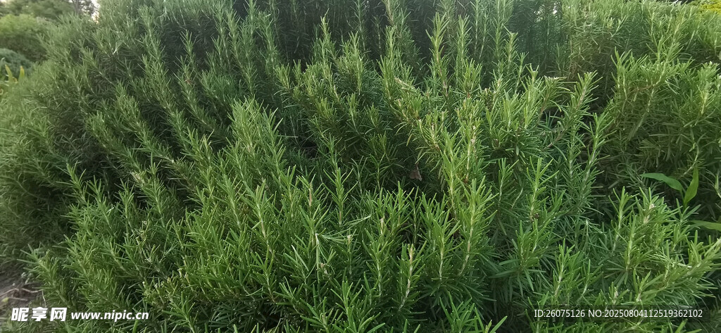 茂密迷迭香景观