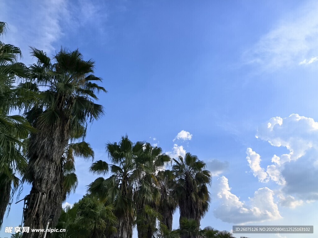 蓝天椰树风景图