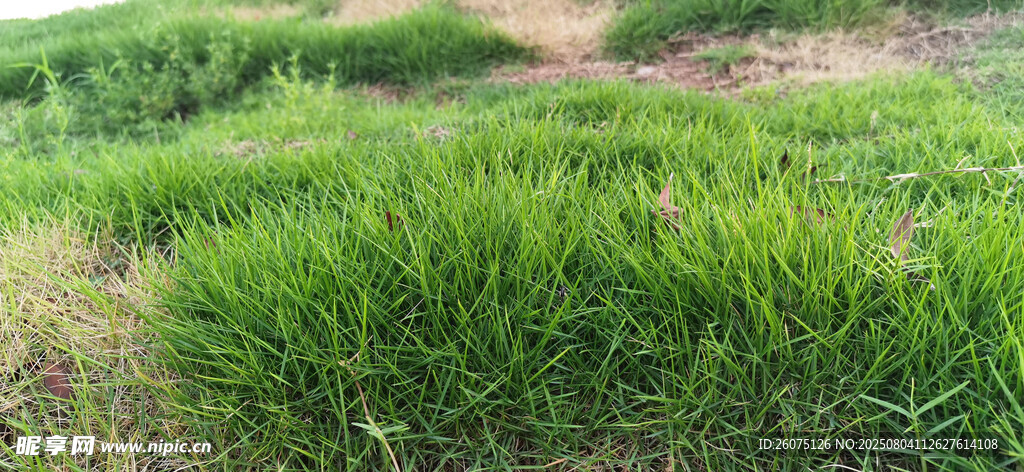 翠绿田野中的茂盛青草