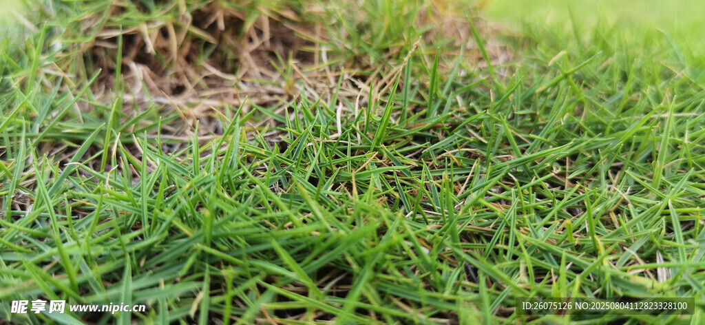 翠绿草地近景