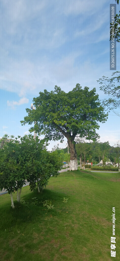 户外绿树草地风景图