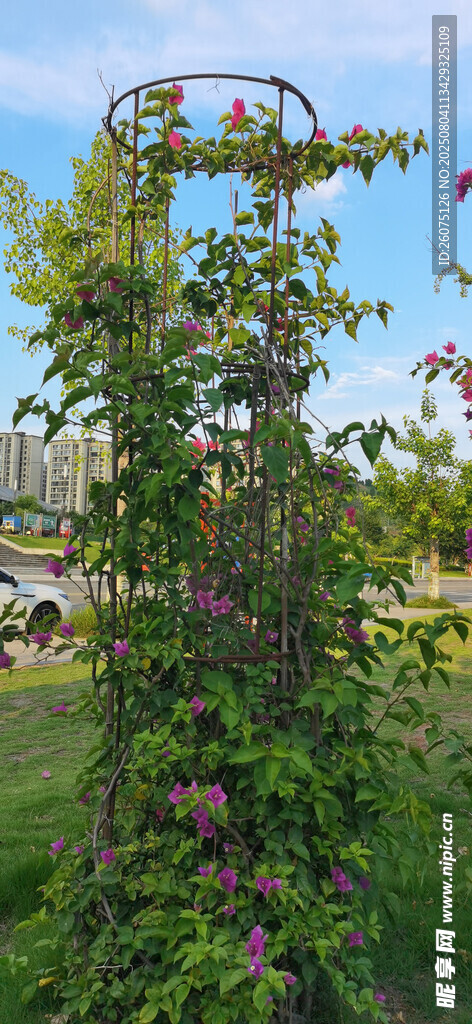 铁艺花架上绿植繁茂