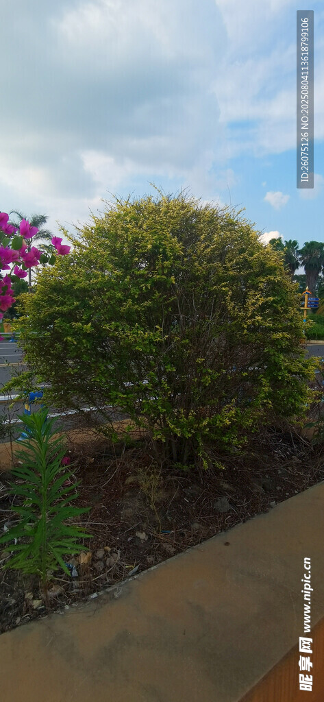 庭院球形绿植景观