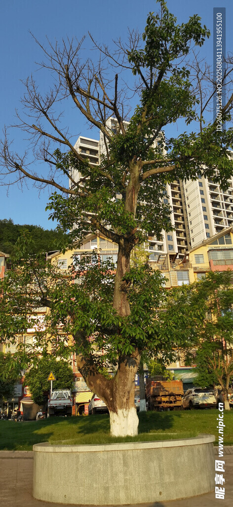 城市中圆形花坛里的葱郁树木
