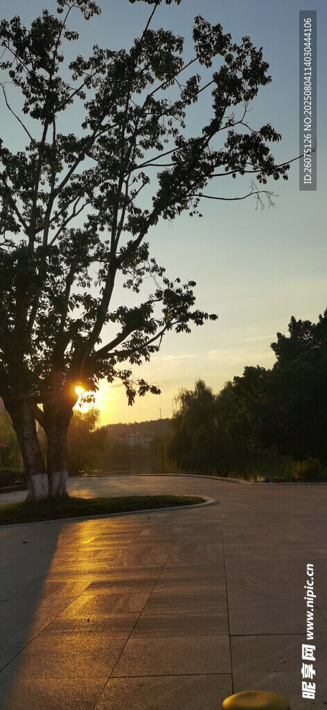 夕阳下的树木与光影路面