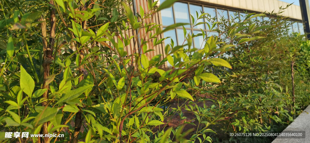 户外绿植景观