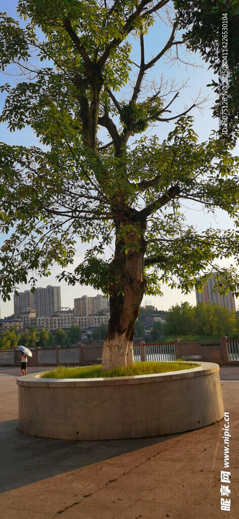 城市中圆形花坛里茂盛的大树景观