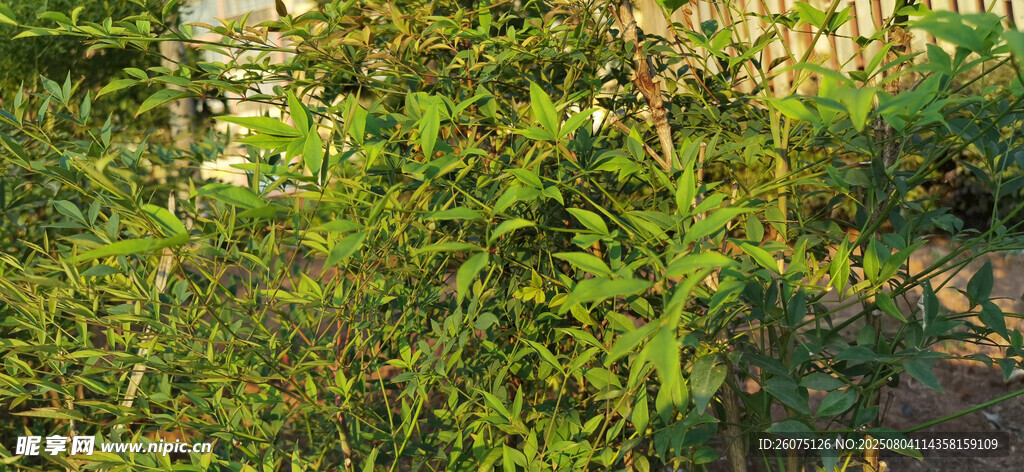 繁茂绿植景观