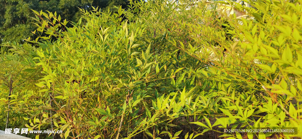繁茂绿植景观