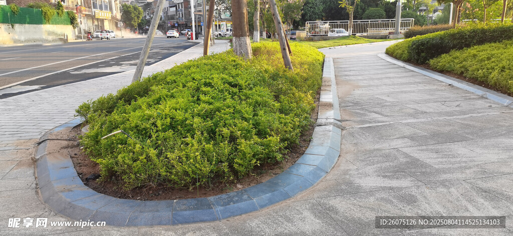 路边绿植景观