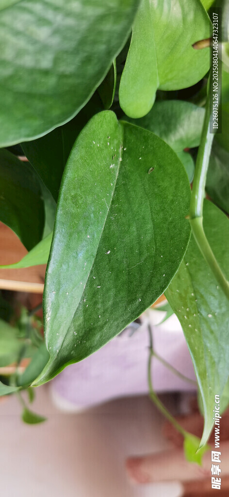 翠绿藤蔓植物特写