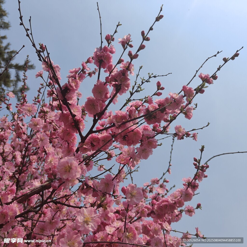 盛开的粉色繁花枝头榆叶梅