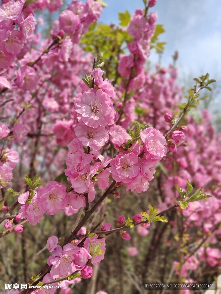 春日绽放的娇艳粉色花朵