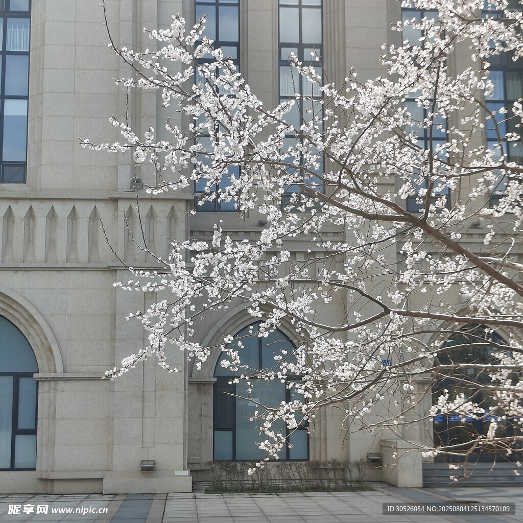 春日繁花映衬下的体育场建筑