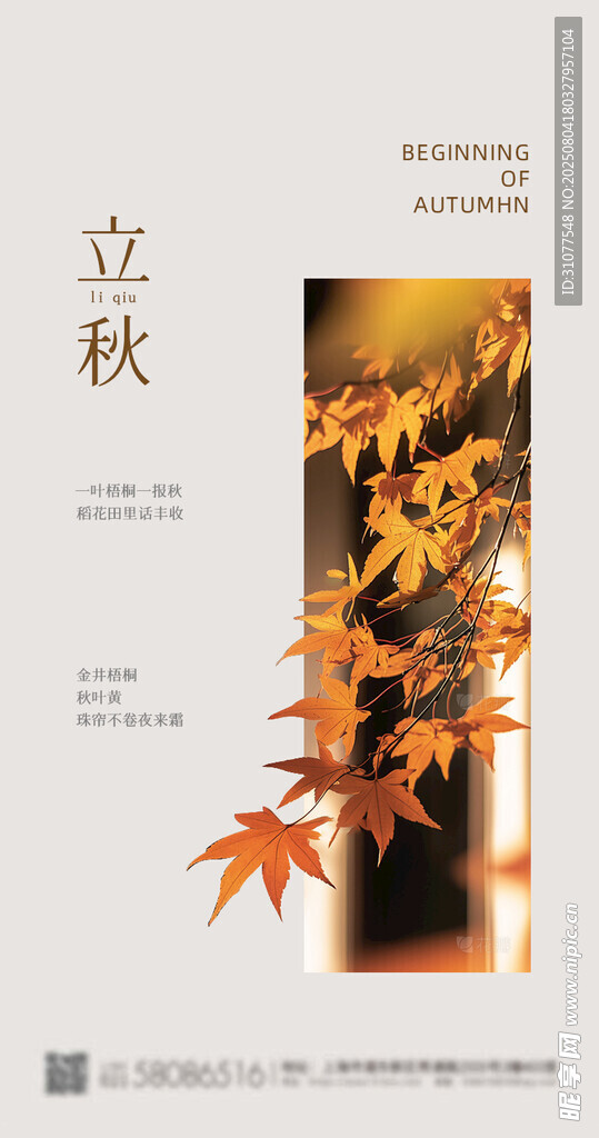 立秋时节枫叶美